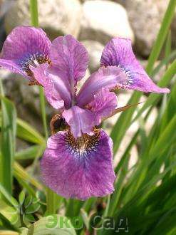 Ирис сибирский "Роуз Квест" (Iris sibirica 'Rose Quest')