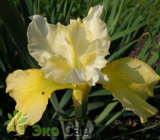 Ирис сибирский "Саммер Ривелс" (Iris sibirica 'Summer Revels')