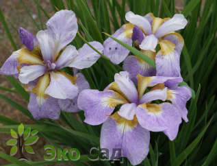 Ирис сибирский "Рикуги Сакура" ( Iris sibirica 'Rikugi-sakura')