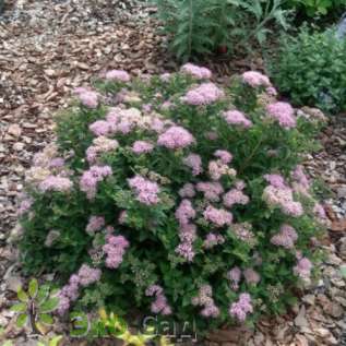 Спирея японская "Джапаниз Дварф"(Spiraea japonica 'Japanese Dwarf')