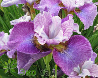 Ирис сибирский "Роринг Джели" (Iris sibirica  'Roaring Jelly')