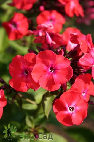 Флокс метельчатый "Ориндж Перфекшн" (Phlox paniculata 'Orange Perfection')